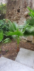 Washingtonia robusta