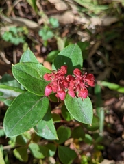 Gaultheria erecta