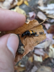 Nicrophorus defodiens