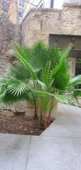 Washingtonia robusta