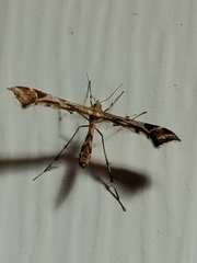 Platyptilia carduidactylus