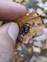 Nicrophorus defodiens