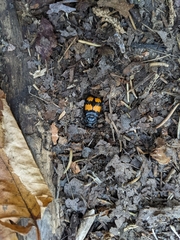 Nicrophorus defodiens
