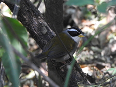 Arremon dorbignii