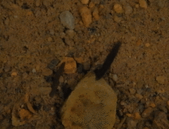 Continenticola