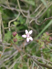 Moscharia pinnatifida