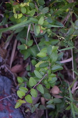 Xylosma flexuosa