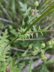 Moscharia pinnatifida