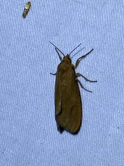 Virbia opella