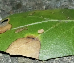 Dryocosmus minusculus