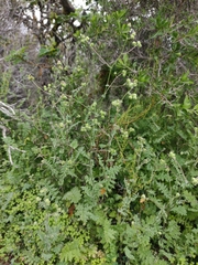 Moscharia pinnatifida