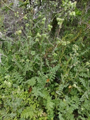 Moscharia pinnatifida