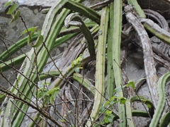 Hylocereeae