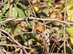Heterusia cruciata