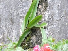Selenicereus