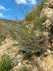 Artemisia sericea
