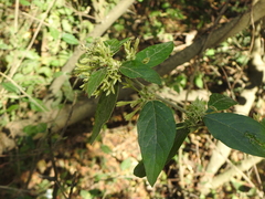 Ophryosporus