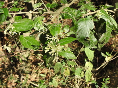 Ophryosporus