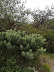 Myrtillocactus geometrizans