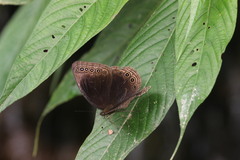 Ethope himachala
