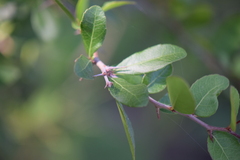Xylosma flexuosa