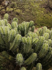 Myrtillocactus geometrizans