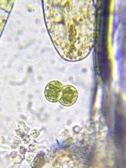 Cosmarium contractum