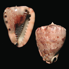 Cassis tuberosa