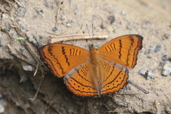 Pseudergolis wedah