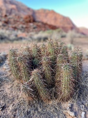 Echinocereus engelmannii engelmannii