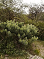 Myrtillocactus geometrizans
