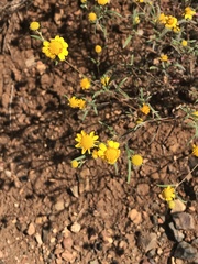 Bahieae