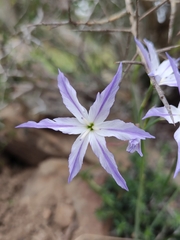 Leucocoryne ixioides