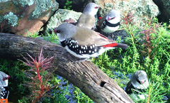 Stagonopleura guttata