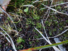 Pellia neesiana