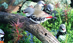 Stagonopleura guttata