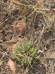 Phemeranthus confertiflorus