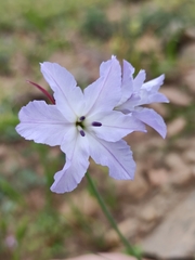 Leucocoryne ixioides