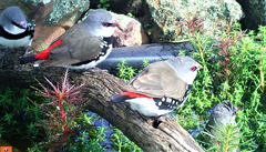 Stagonopleura guttata