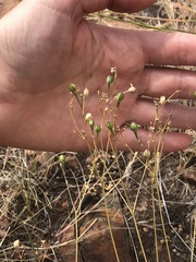 Phemeranthus confertiflorus