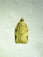 Clepsis virescana