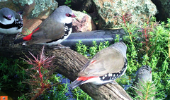 Stagonopleura guttata