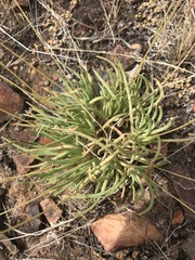 Phemeranthus confertiflorus