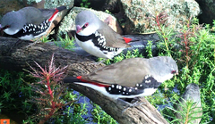 Stagonopleura guttata