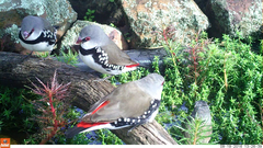 Stagonopleura guttata