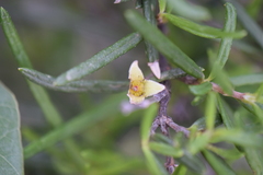 Fendlera linearis