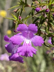 Hemiandra glabra