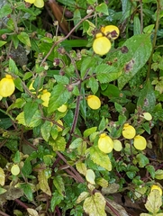 Calceolaria tripartita