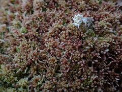 Sphagnum rubellum