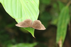 Ethope himachala